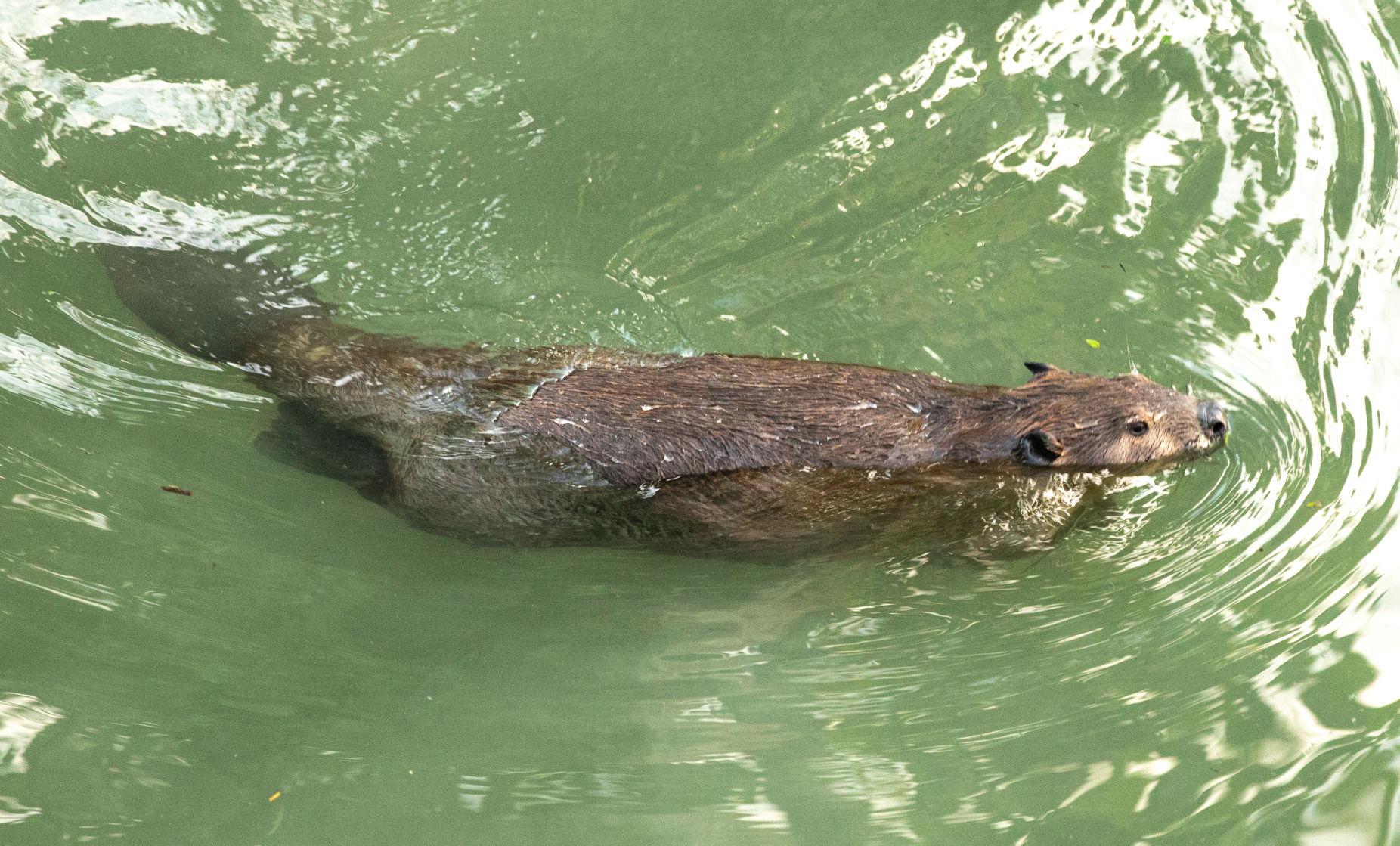 Beaver Lodge Summer 2019